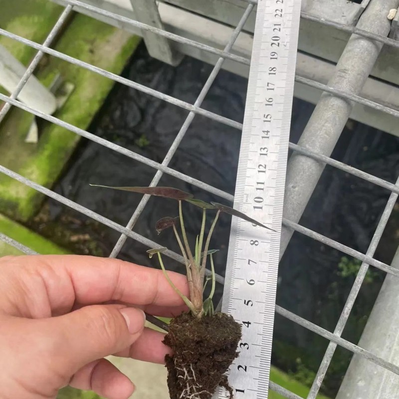 Alocasia Bambino Plantlets Tissue Culture Plants Wholesale Import Export From China