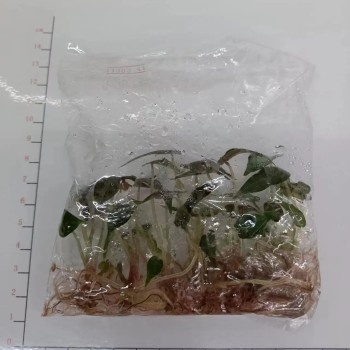 Alocasia Bambino Plantlets Tissue Culture Plants Wholesale Import Export From China