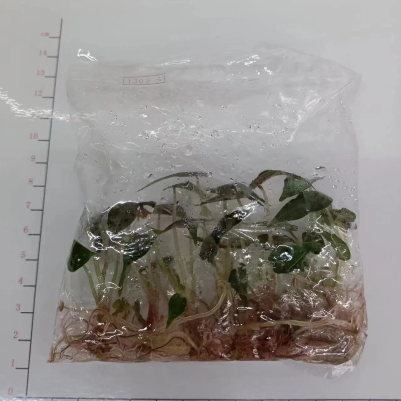 Alocasia Bambino Plantlets Tissue Culture Plants Wholesale Import Export From China