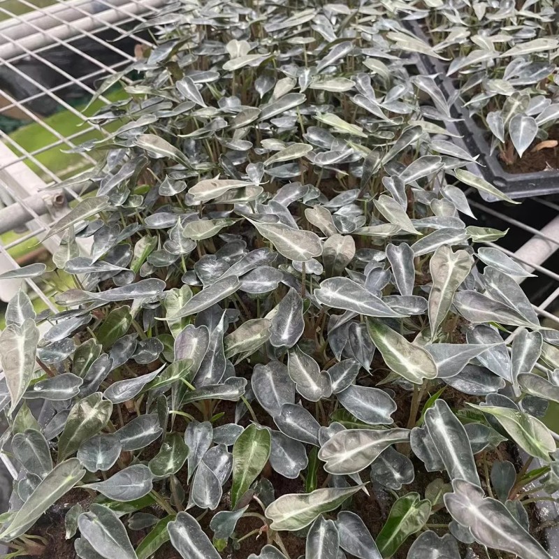 Alocasia Bambino Plantlets Tissue Culture Plants Wholesale Import Export From China