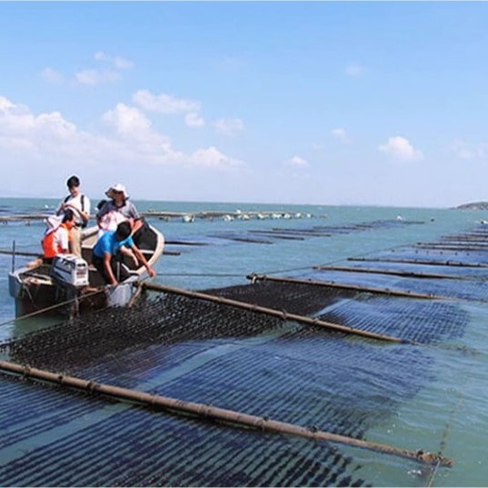 OEM Brand Wholesale Bulk Japanese Halal Nori Roasted Seaweed for Sushi