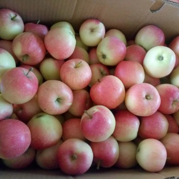 Paper Bagged Red Gala Apples