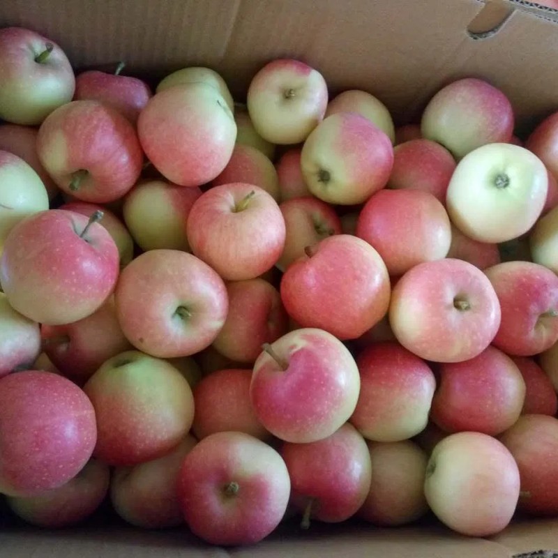 Paper Bagged Red Gala Apples