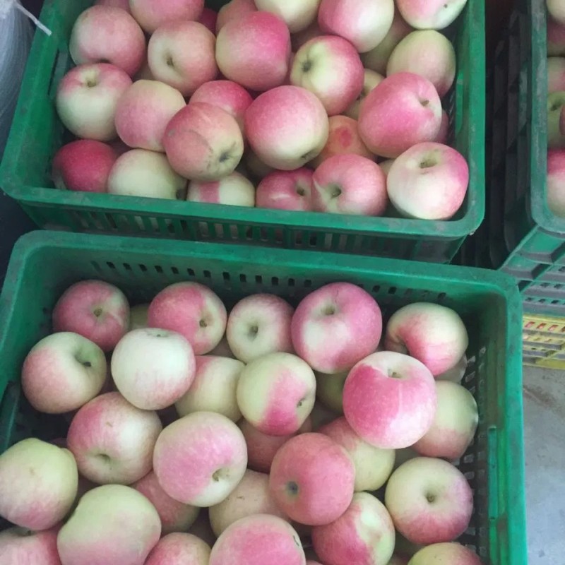 Paper Bagged Red Gala Apples
