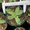 Live Agave Parryi Var. Truncata. Luxury Bonsai Nursery Outdoor Plants Package Wholesale