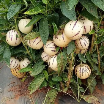 Hybrid F1 Solanum Muricatum Aiton Seeds Pepino Cucumber Seeds for Growing