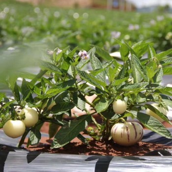 Hybrid F1 Solanum Muricatum Aiton Seeds Pepino Cucumber Seeds for Growing