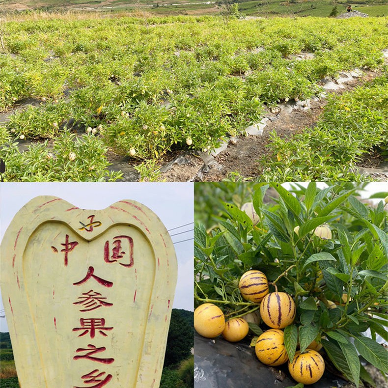 Hybrid F1 Solanum Muricatum Aiton Seeds Pepino Cucumber Seeds for Growing