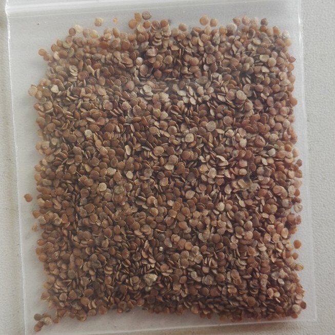 Hybrid F1 Solanum Muricatum Aiton Seeds Pepino Cucumber Seeds for Growing