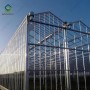 China Factory Price Professional Glass Greenhouse
