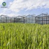 China Factory Price Professional Glass Greenhouse
