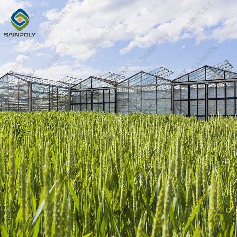 China Factory Price Professional Glass Greenhouse