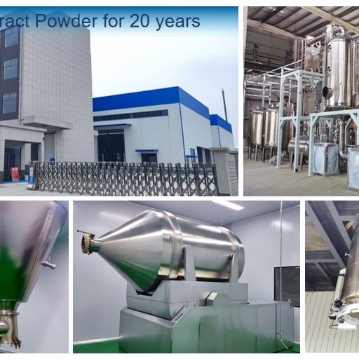 Free Sample Extract Powder Hot Sale Premium Henna Powder for Commercial Buyers