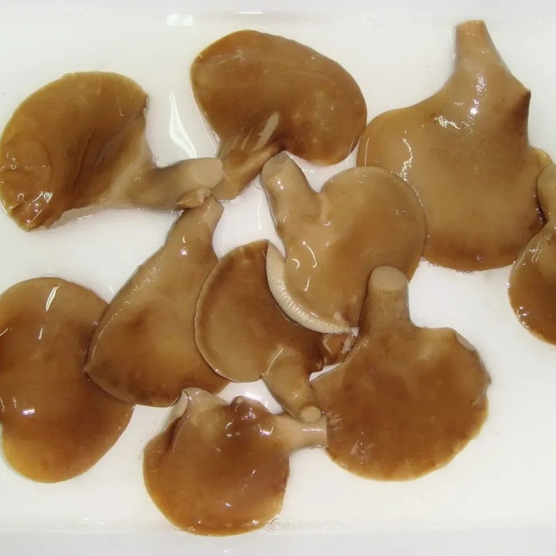 Abalone Mushroom in Glass Jar