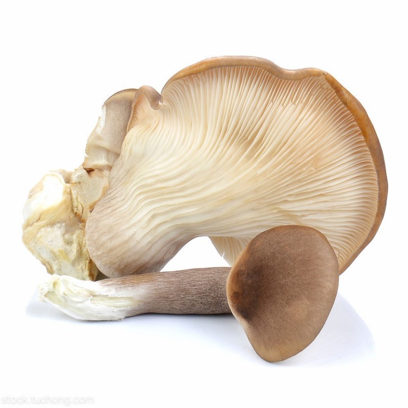 Abalone Mushroom in Glass Jar