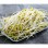 Crispy and Crunchy Mung Bean Sprouts in Brine/Water in Tin or Jar