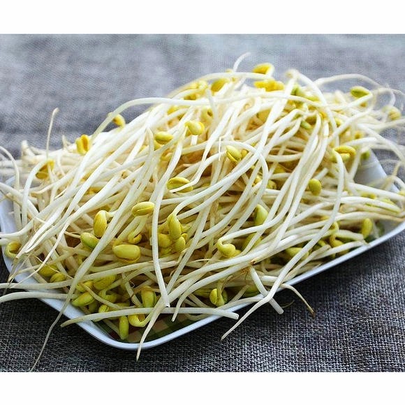 Crispy and Crunchy Mung Bean Sprouts in Brine/Water in Tin or Jar