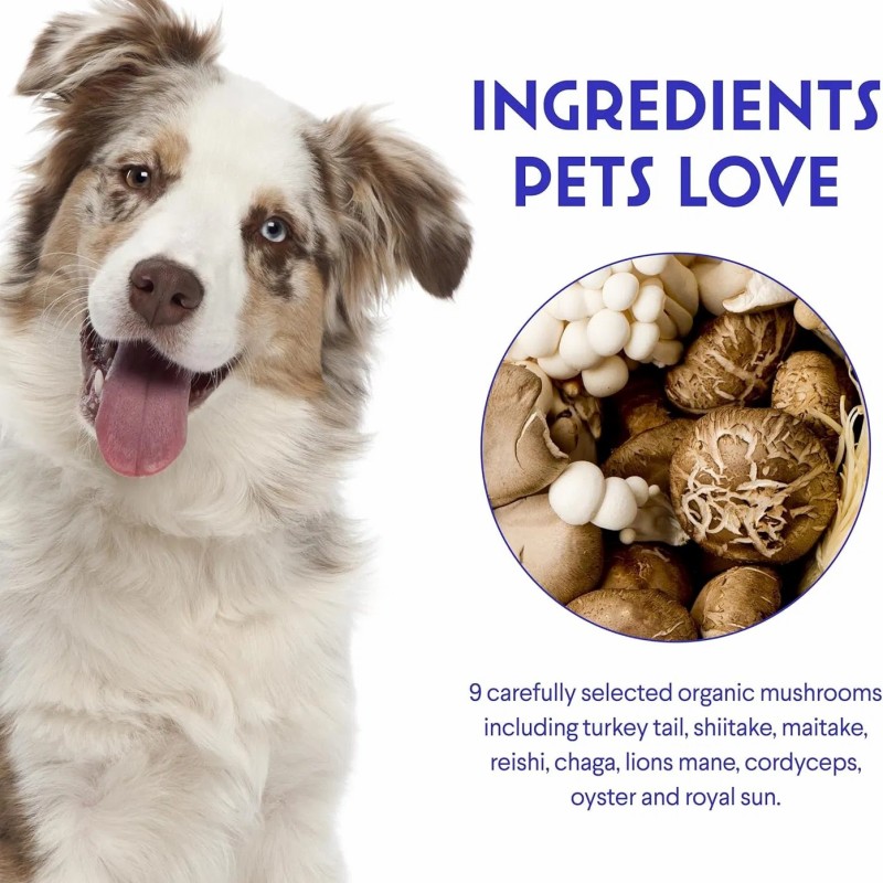 Mushroom Powder for Pet Daily Nutrition Immune Booster Pet Supplement OEM