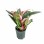 Philodendron Pink Congo with Free Phyto Philodendron Plants for Sale