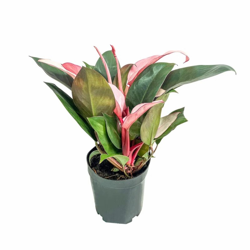 Philodendron Pink Congo with Free Phyto Philodendron Plants for Sale