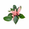 Philodendron Pink Congo with Free Phyto Philodendron Plants for Sale
