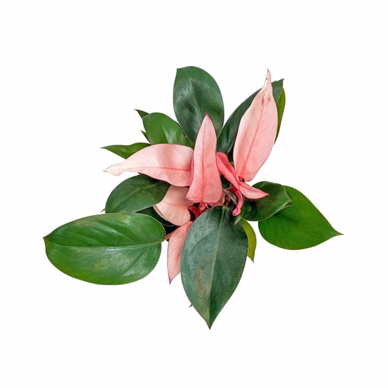 Philodendron Pink Congo with Free Phyto Philodendron Plants for Sale