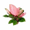 Philodendron Pink Congo with Free Phyto Philodendron Plants for Sale