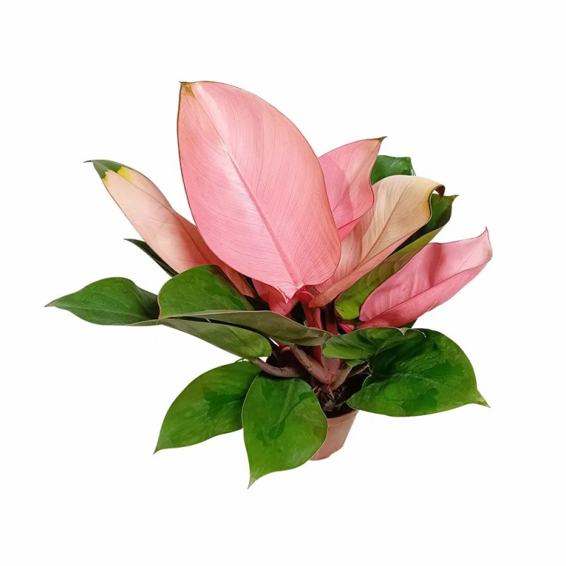 Philodendron Pink Congo with Free Phyto Philodendron Plants for Sale