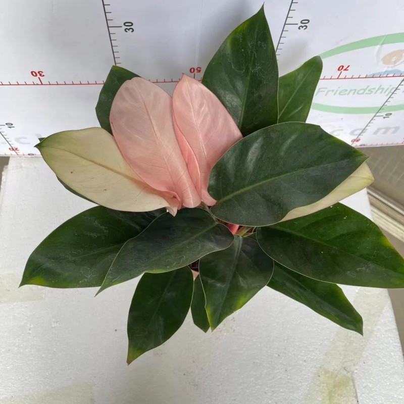 Philodendron Pink Congo with Free Phyto Philodendron Plants for Sale