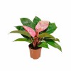 Philodendron Pink Congo with Free Phyto Philodendron Plants for Sale