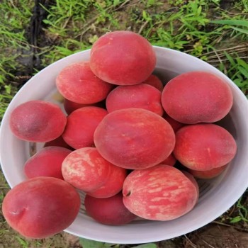 Organic New Flavor Healthy Fresh Sweet Summer Joicy Peach