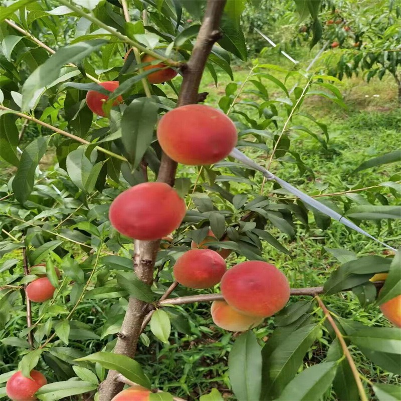 Organic New Flavor Healthy Fresh Sweet Summer Joicy Peach