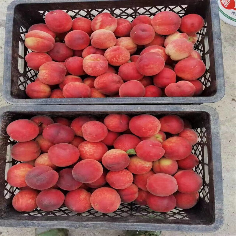 Organic New Flavor Healthy Fresh Sweet Summer Joicy Peach