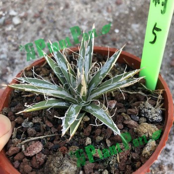 Agave Tomeyana Spp. Bella Export Seller Cnplantport Live Plants Nursery and Wholesale