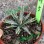 Agave Tomeyana Spp. Bella Export Seller Cnplantport Live Plants Nursery and Wholesale