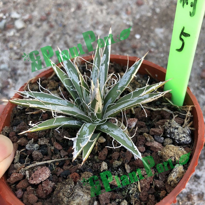 Agave Tomeyana Spp. Bella Export Seller Cnplantport Live Plants Nursery and Wholesale