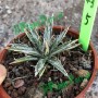 Agave Tomeyana Spp. Bella Export Seller Cnplantport Live Plants Nursery and Wholesale