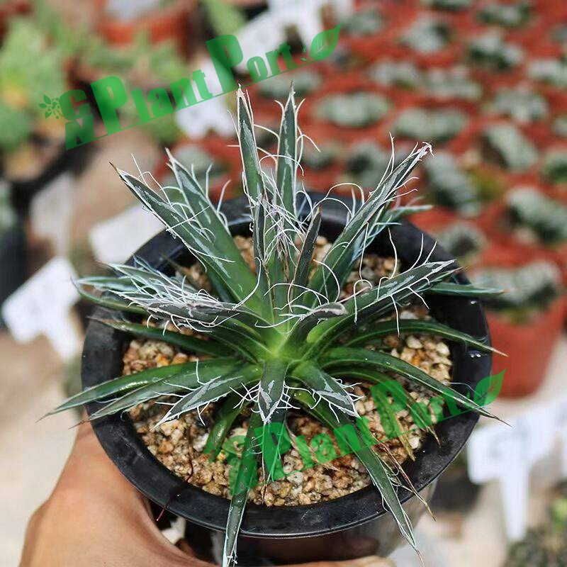 Agave Tomeyana Spp. Bella Export Seller Cnplantport Live Plants Nursery and Wholesale