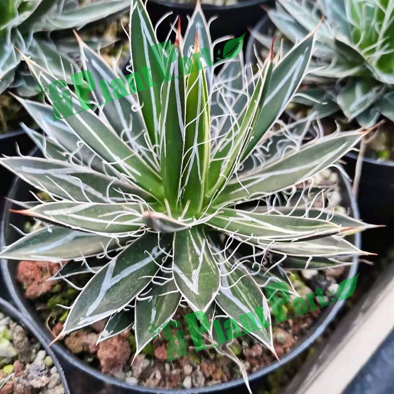 Agave Tomeyana Spp. Bella Export Seller Cnplantport Live Plants Nursery and Wholesale
