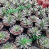 Agave Tomeyana Spp. Bella Export Seller Cnplantport Live Plants Nursery and Wholesale