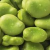 Broad Beans Fava Beans Butter Beans Packed in Tin