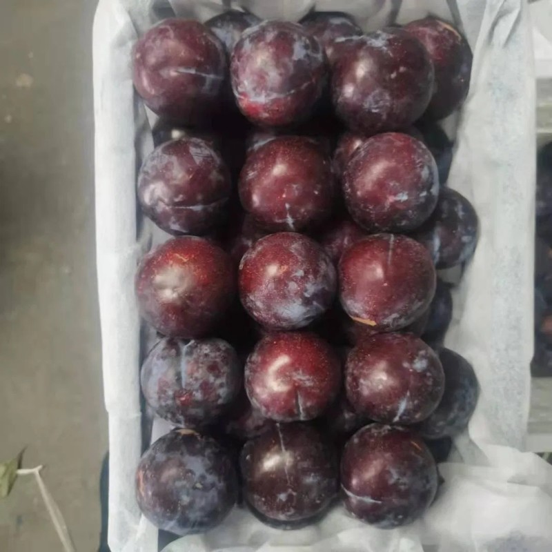 Black-New Crop-Sweet Plum From China