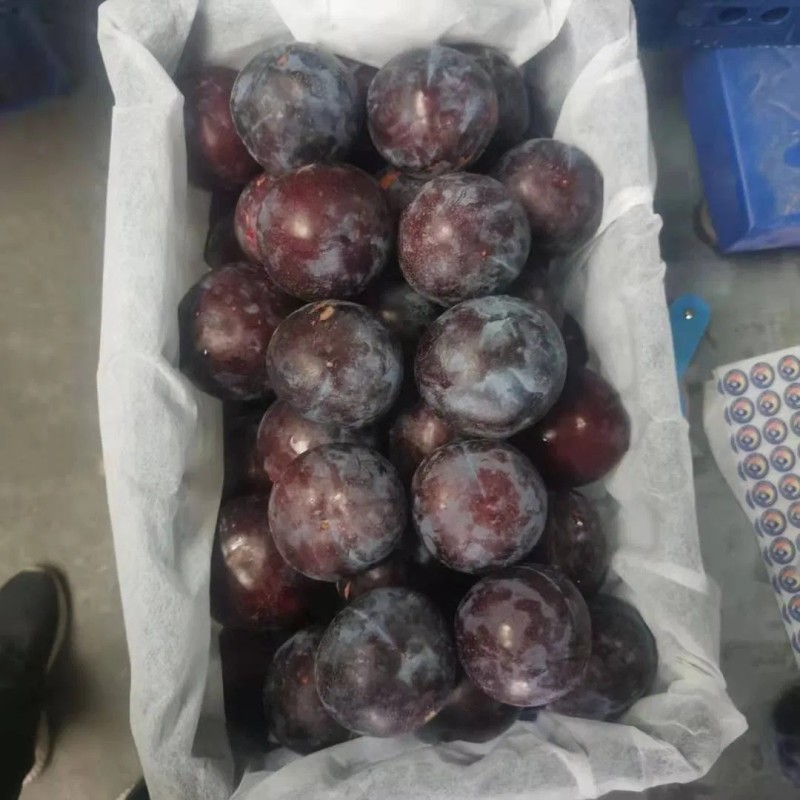 Black-New Crop-Sweet Plum From China