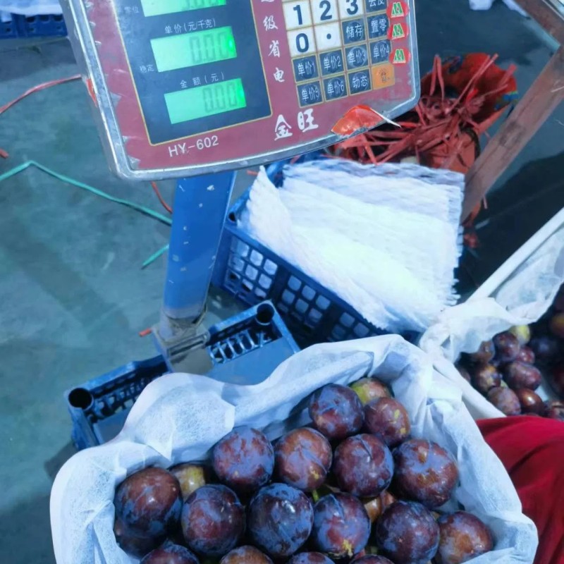 Black-New Crop-Sweet Plum From China