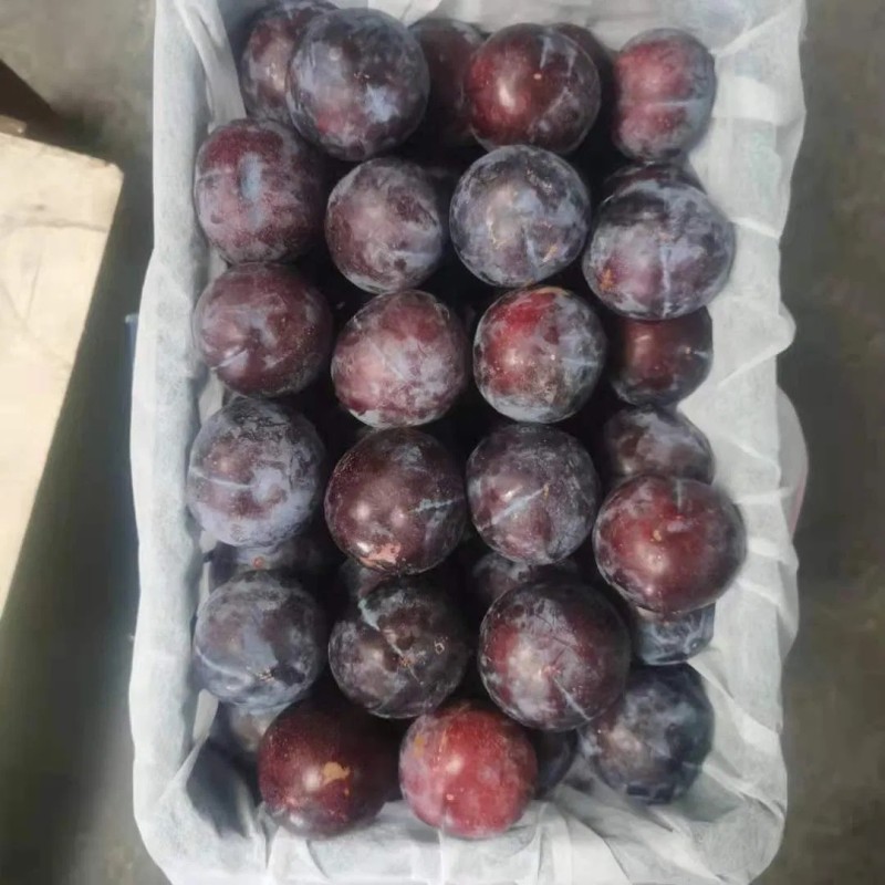 Black-New Crop-Sweet Plum From China