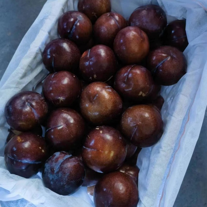 Black-New Crop-Sweet Plum From China