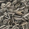 China Origin Inner Mongolia Black and White Strip Inner Mongolia Sunflower Seed