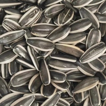 China Origin Inner Mongolia Black and White Strip Inner Mongolia Sunflower Seed