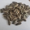 China Origin Inner Mongolia Black and White Strip Inner Mongolia Sunflower Seed