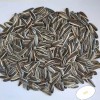China Origin Inner Mongolia Black and White Strip Inner Mongolia Sunflower Seed